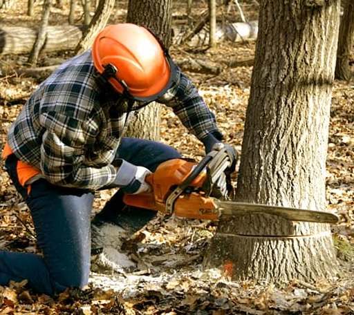 Tree Removal in Woodland, IL